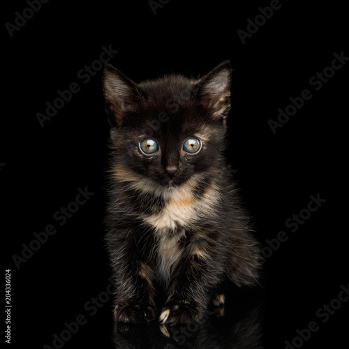 Cute Tortoise Kitten Sitting on isolated background, Front view © seregraff