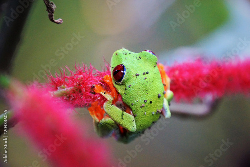 Agalychnis-callidryas Costa Rica photo