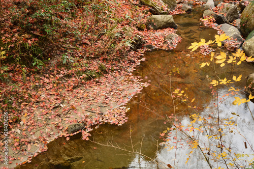 A sunny park in autumn  a forest where fallen leaves are piled up and a stream flowing in it