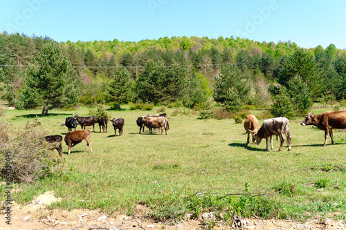Landscape Meadow View of Village with Cows © GeniusMinus