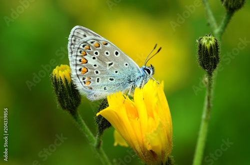 Hauhechel-Blaeuling; Polyommatus icarus; photo