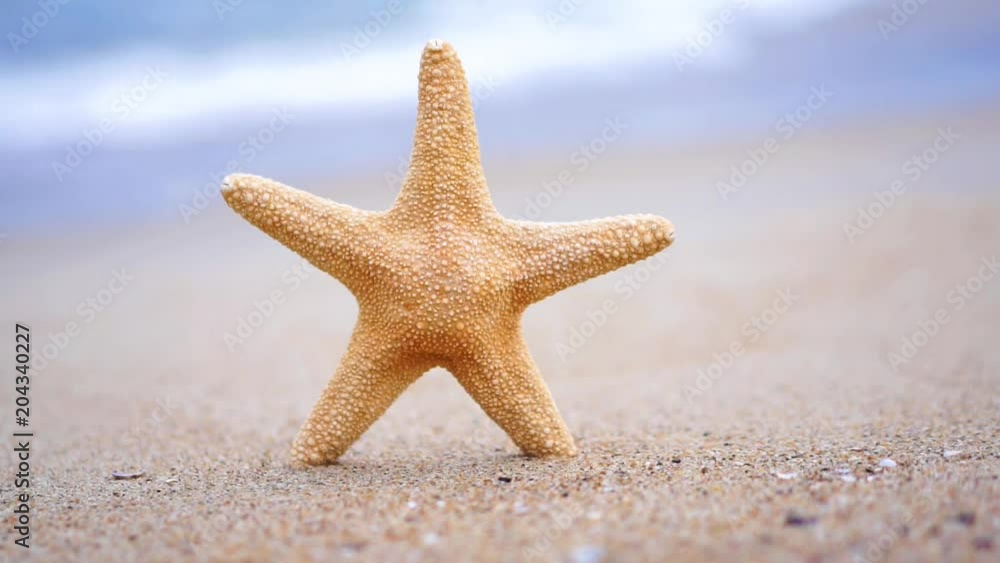 Starfish  oat the beach