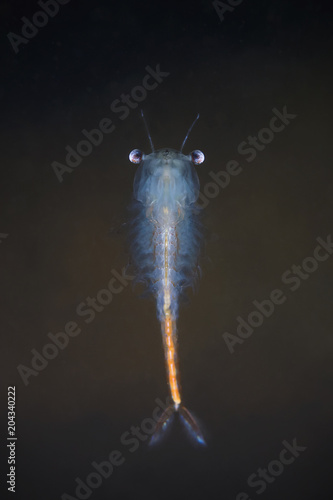 Fairy Shrimp (Eubranchipus grubii) close up. Underwater photography in the nature. Little beautiful white crustacean swimming upside-down in the water. Pond and lake habitat. photo