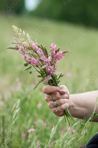 closeup of savage flowers bouquet in hand of woman in a meadow
