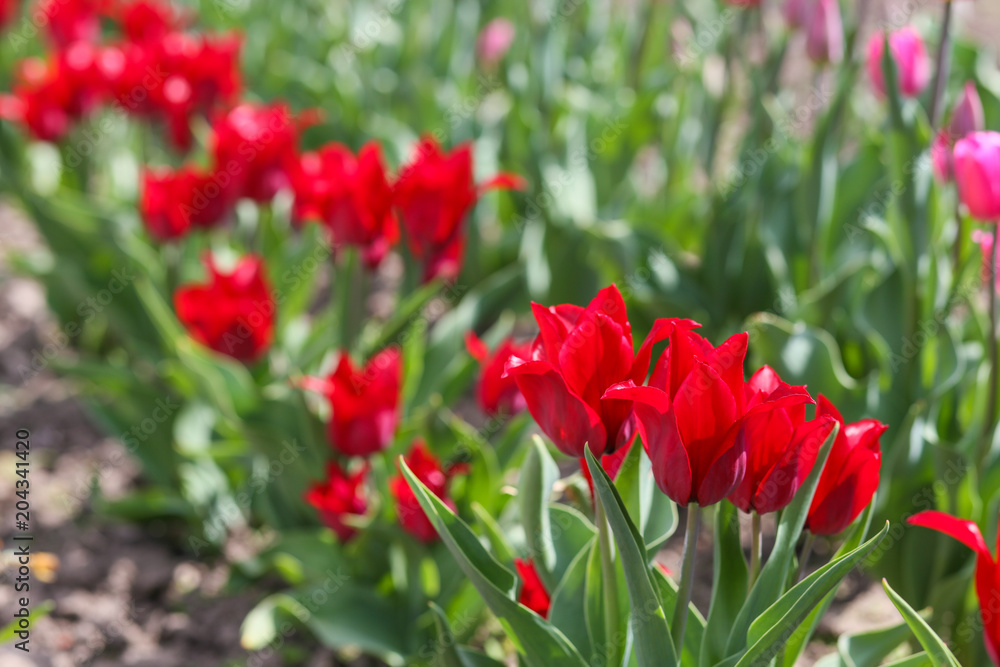field of red tulips in spring close-up field of red tulips in spring close-up