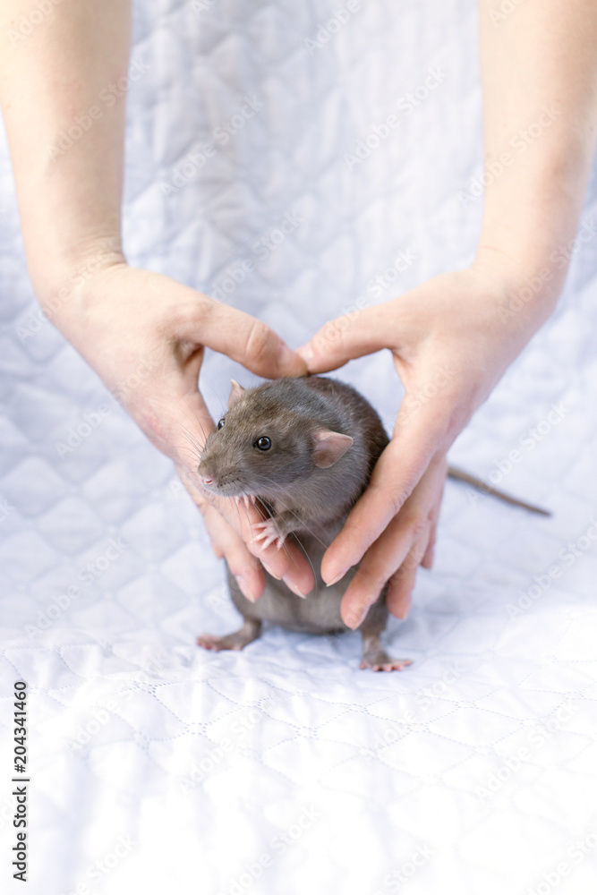 Black rat in the hands of a man on a light background