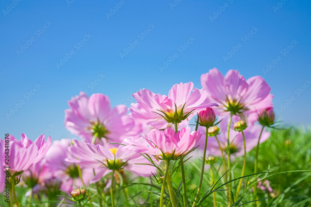 vivid pink cosmos flower with clear blue sky