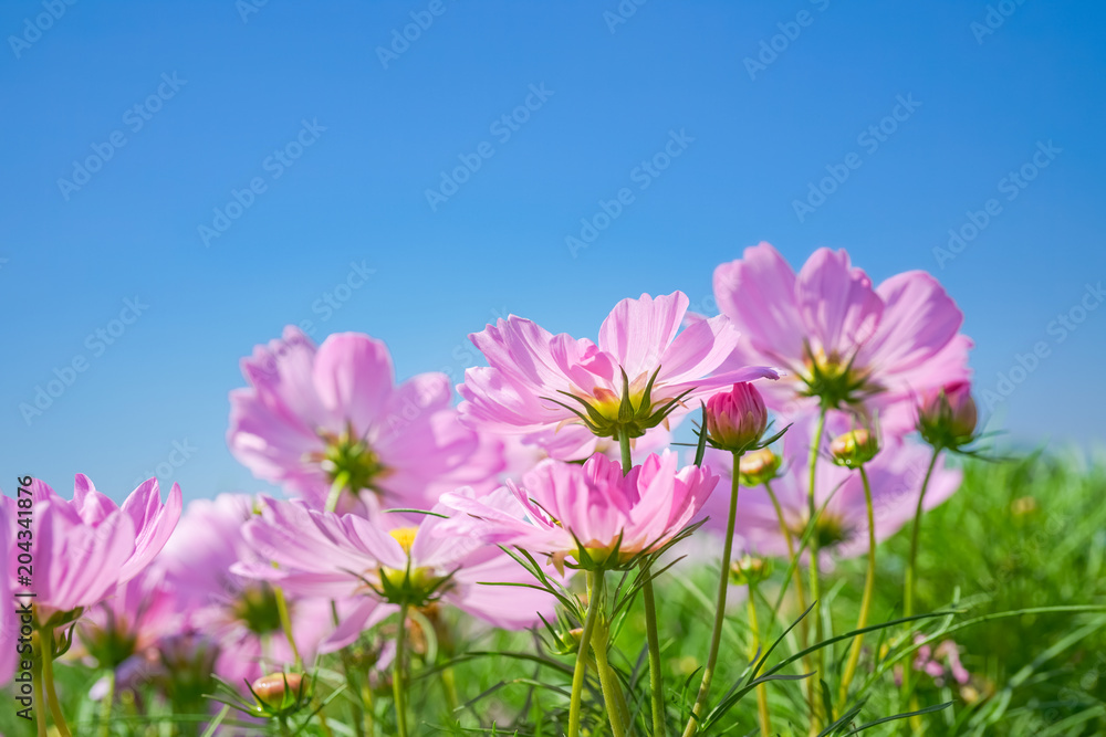vivid pink cosmos flower with clear blue sky vivid pink cosmos flower with clear blue sky