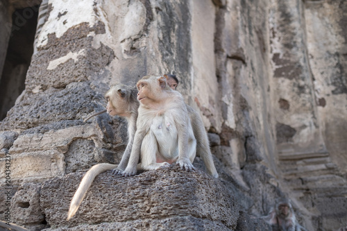 Monkey at Prang Sam Yod, Lopburi, Thailand