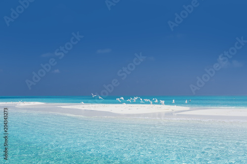 Seagulls on maldivian sandbank in Indian ocean