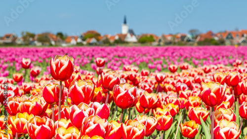 Village view Den Hoorn a small village on the wadden islands Texel in the Netherlands, with colourful tulips in the front