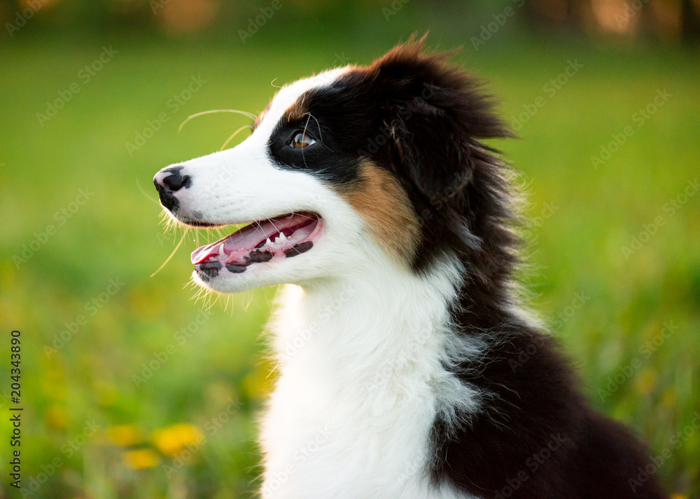 Happy Aussie on meadow with green grass in summer or spring. Beautiful Australian shepherd puppy 3 months old - portrait close-up. Cute dog enjoy playing at park outdoors.
