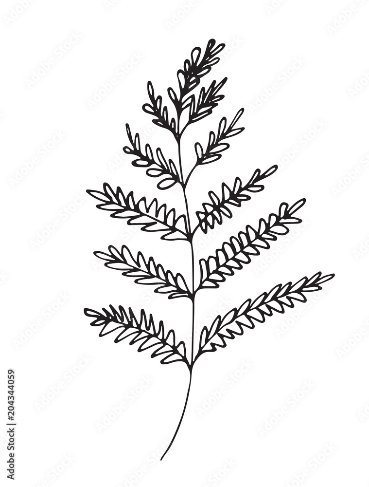 Fototapeta premium Hand-drawn sketch of a plant, isolated on white background