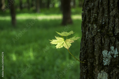 Young leaves of maple growing on a trunk of tree. © Natali Vinokurova