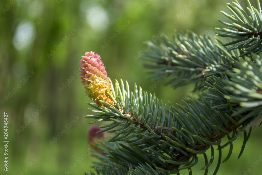 Flowering pine at spring.