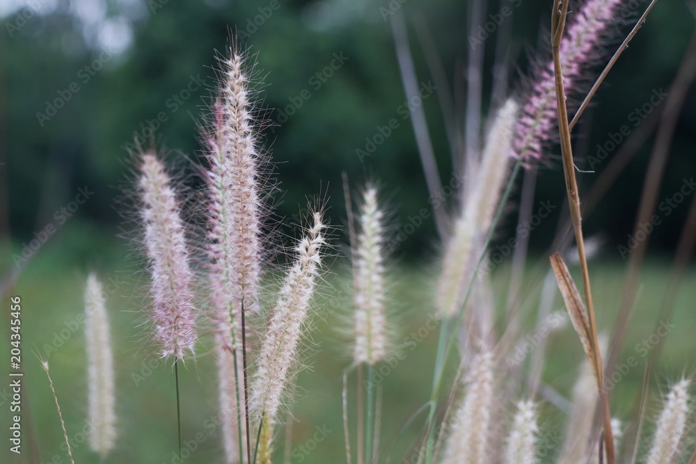 Beautiful views of the grass flowers field with green field and trees background in the morning. Soft focus. Nature background concept. Beautiful views of the grass flowers field with green field and trees background in the morning. Soft focus. Nature background concept.