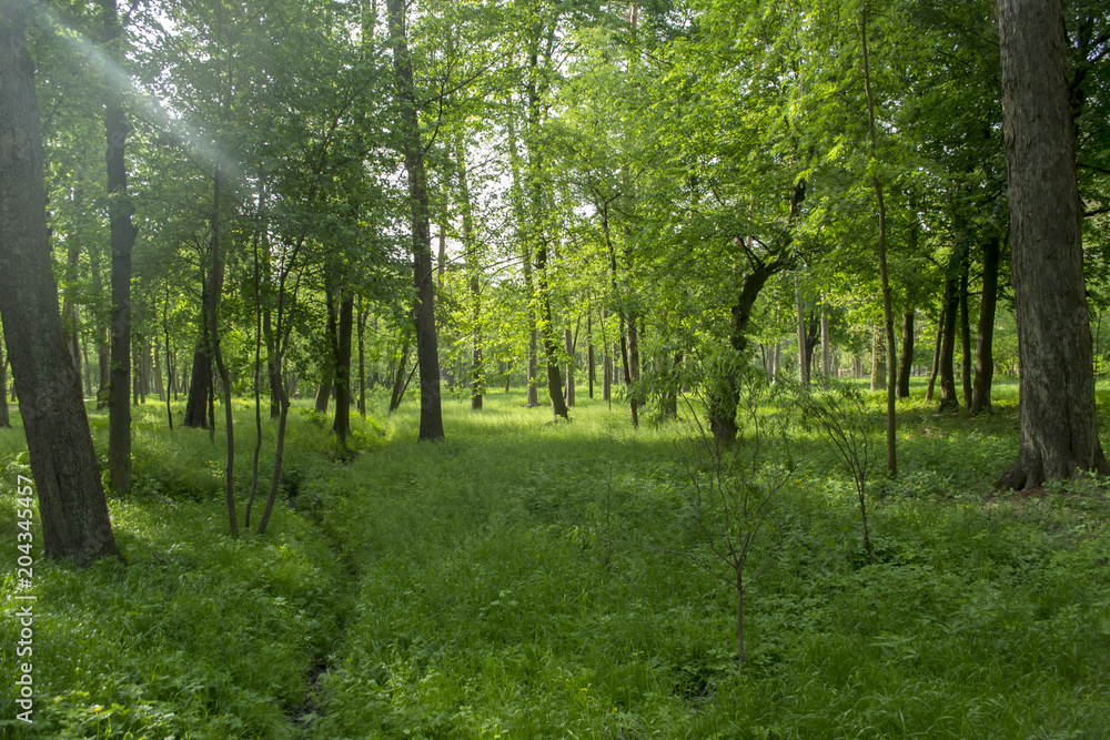 Obraz premium Morning forest landscape.