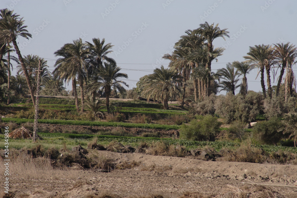 A close-up of palm trees