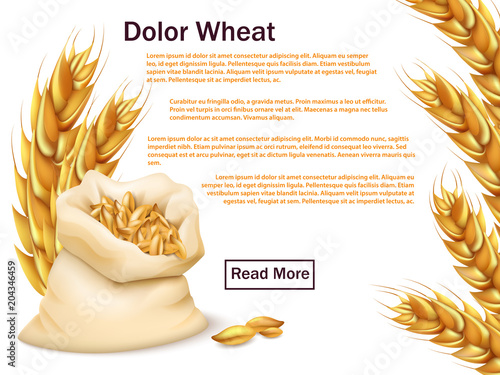 Realistic wheat, grains and ears isolated on white background