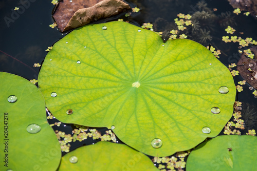 Drops of water rain on lotus leaf in the pond.