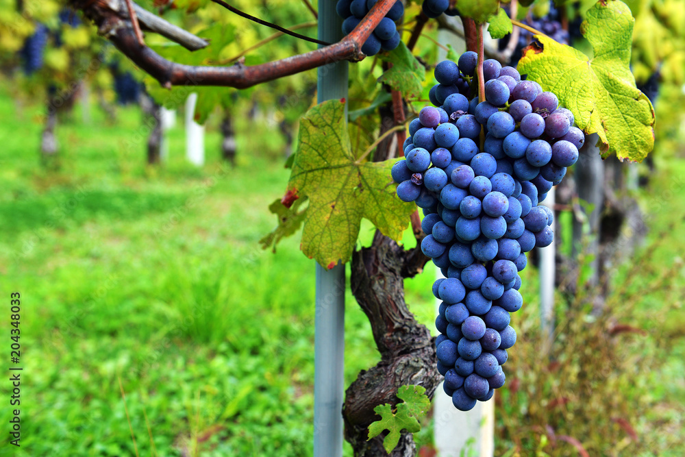 Vine and bunch of black grapes in a field.