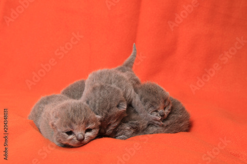 newborn british cats
