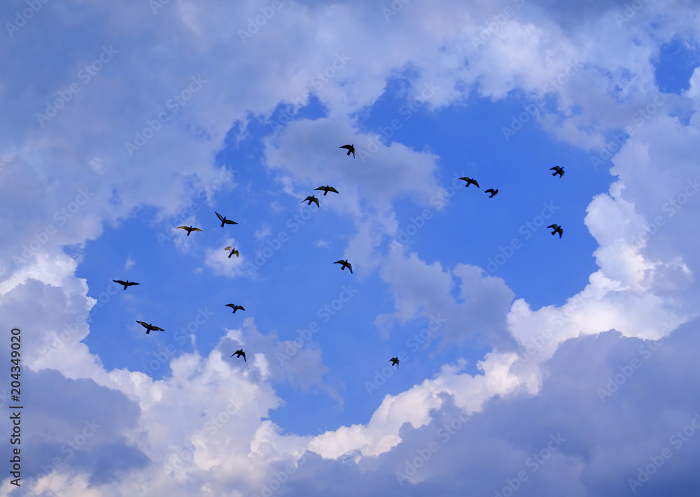 flying birds and blue sky background Stock Photo | Adobe Stock