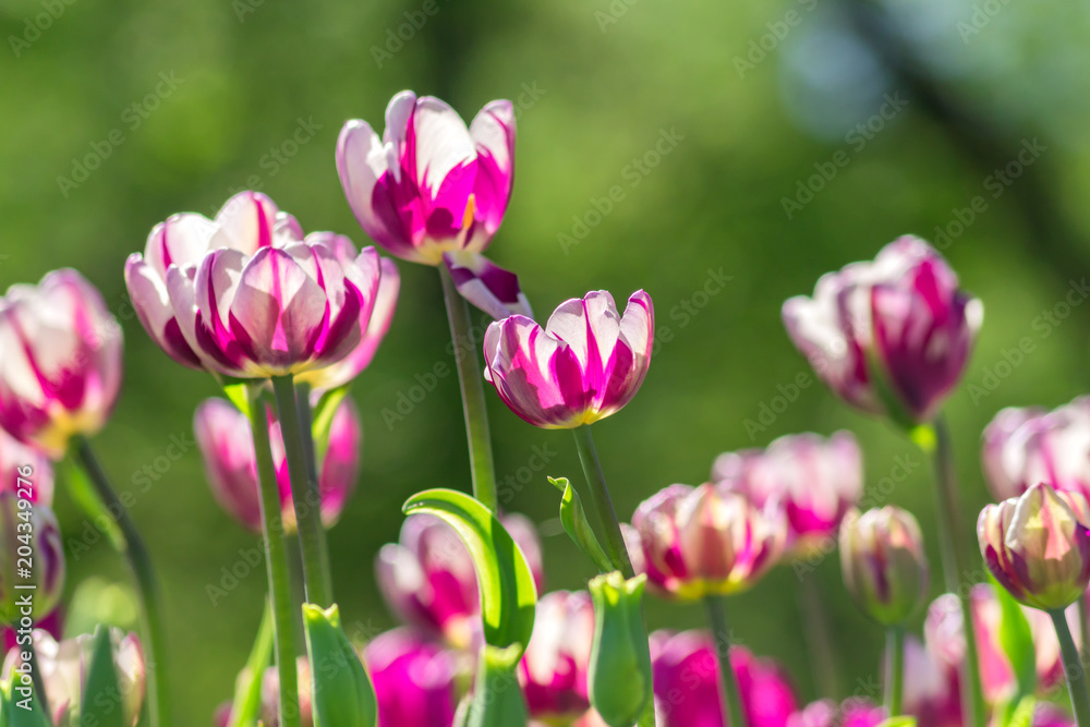 clolorful bloomig violet tulips in spring garden clolorful bloomig violet tulips in spring garden