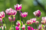 clolorful bloomig violet tulips in spring garden