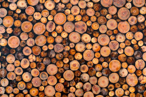 Felled wood. Wood texture