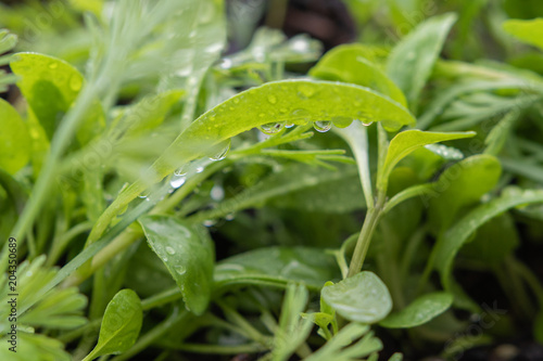 Tropfen - Regentropfen auf Pflanze