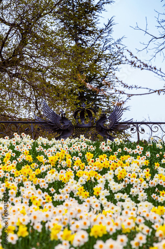 Fototapeta Naklejka Na Ścianę i Meble -  Blooming summer field