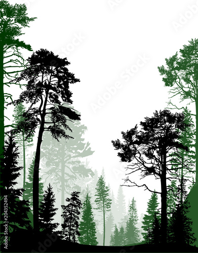 isolated on white green coniferous forest