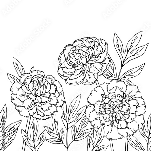 vector contour peony rose flowers coloring book hand drawn seamless pattern