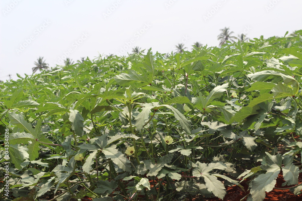Ladys Finger Plant from Flower to Vegetable Ladys Finger Plant from Flower to Vegetable