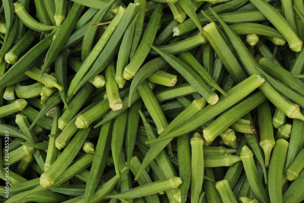 Ladys Finger Plant from Flower to Vegetable Ladys Finger Plant from Flower to Vegetable