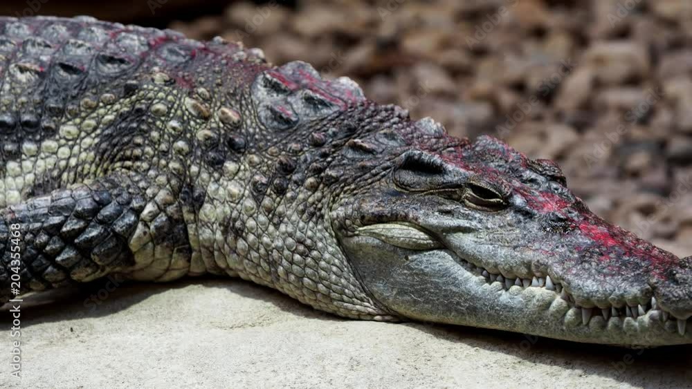 Portrait siamese crocodile head and teeth. Close up of siamese crocodile (Crocodylus siamensis) Portrait siamese crocodile head and teeth. Close up of siamese crocodile (Crocodylus siamensis)