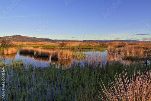 Natural landscape of a small wetland