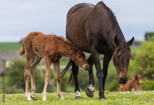 Cute baby foal with his mother grazing in a grass meadow © Gabriel Cassan