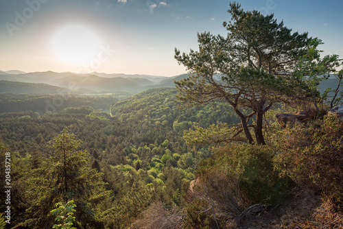 Sonnenaufgang im Pfälzerwald © Jürgen Humbert