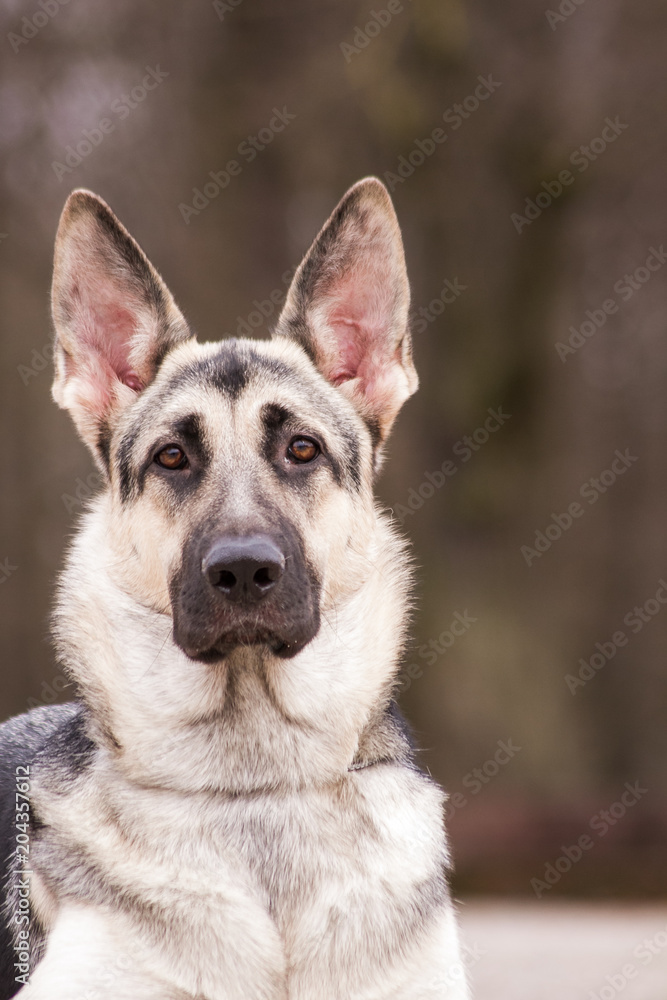 East europe shepherd. East europe shepherd.