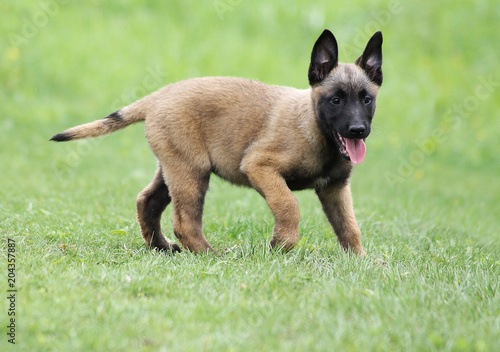 Malinois dog outside in green background