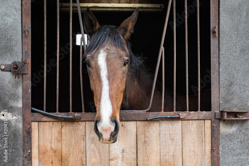 Thoroughbred horse looking out of wooden stables door