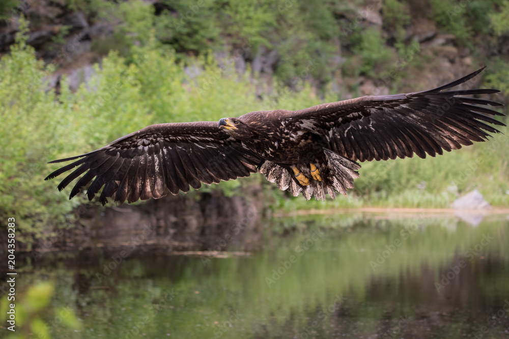 Obraz premium Sea eagle (Haliaeetus albicilla) 