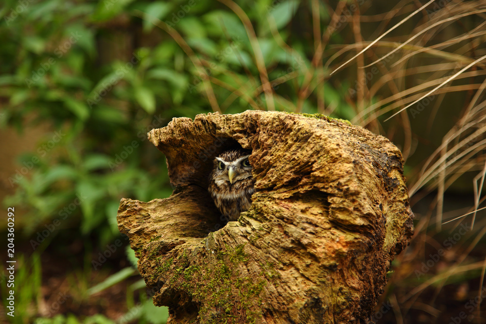 Little owl, Athene noctua,hiding perched in an old tree stump