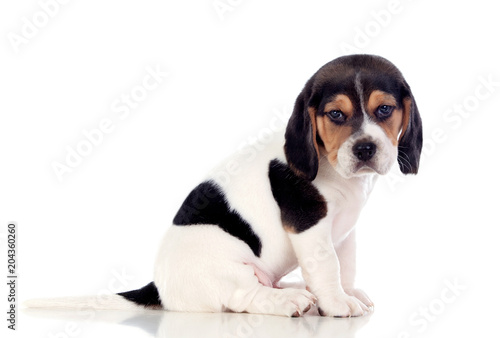 Fototapeta Naklejka Na Ścianę i Meble -  Beautiful beagle puppi brown and black