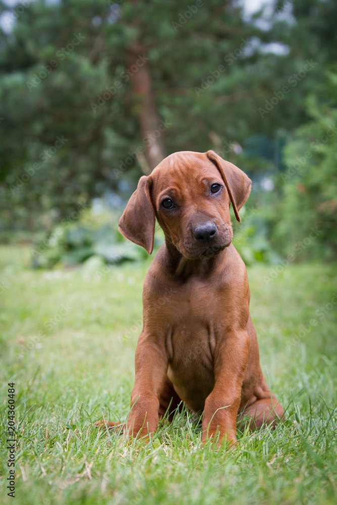 Rhodesian ridgeback puppy outside in the grass. Rhodesian ridgeback puppy outside in the grass.