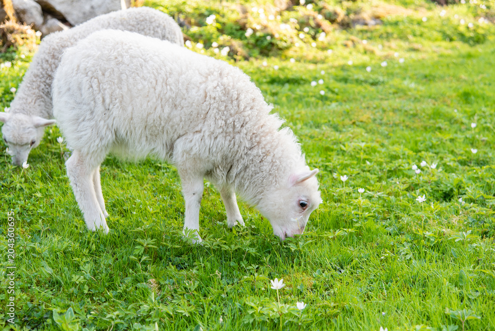 Obraz premium sheep and lamb eating in a garden