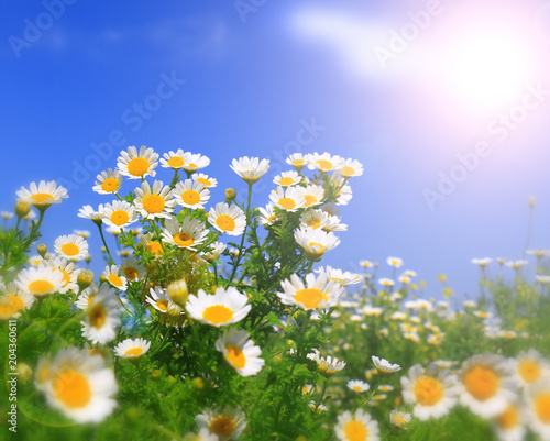 fresh Summer wildflowers