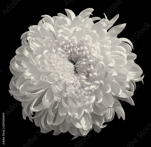 Fototapeta Naklejka Na Ścianę i Meble -  Flower white Chrysanthemum  isolated on black background. Flower bud close up.  Element of design.